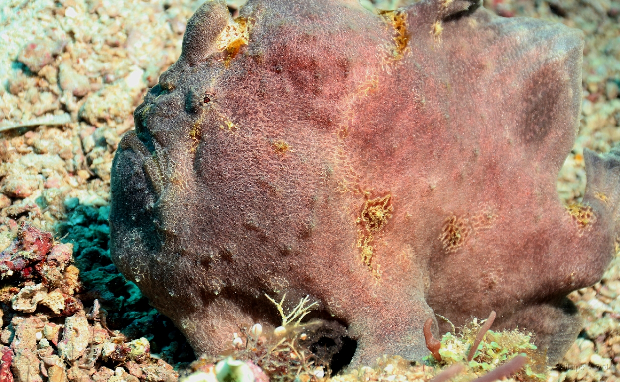 Sipadan_2015_Poisson grenouille_Antennaire geant_Antennarius commerson_IMG_2718_rc.jpg